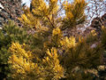Pinus sylvestris Aurea Nizbet IMG_4543 Sosna pospolita